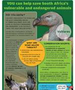 Vulture is an endangered animal