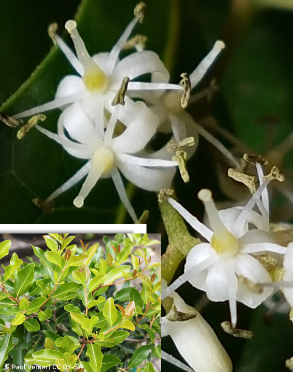 Apodytes dimiddiata