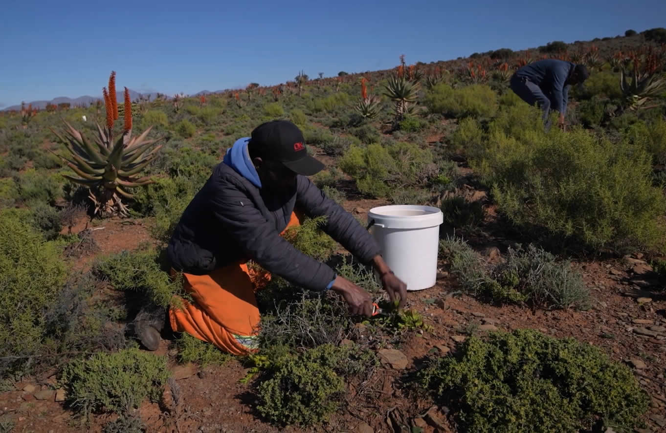Aloe ferox