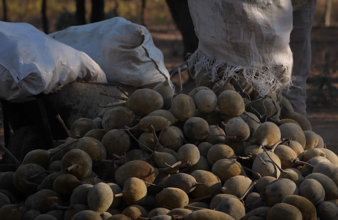 Baobab harvesting
