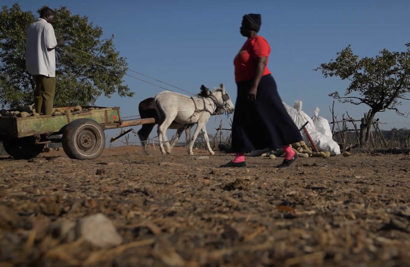 Baobab harvesting in rural communities
