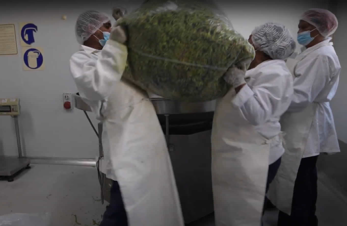 Sceletium processing plant