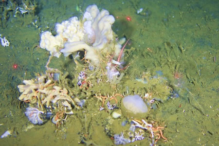 SPONGE