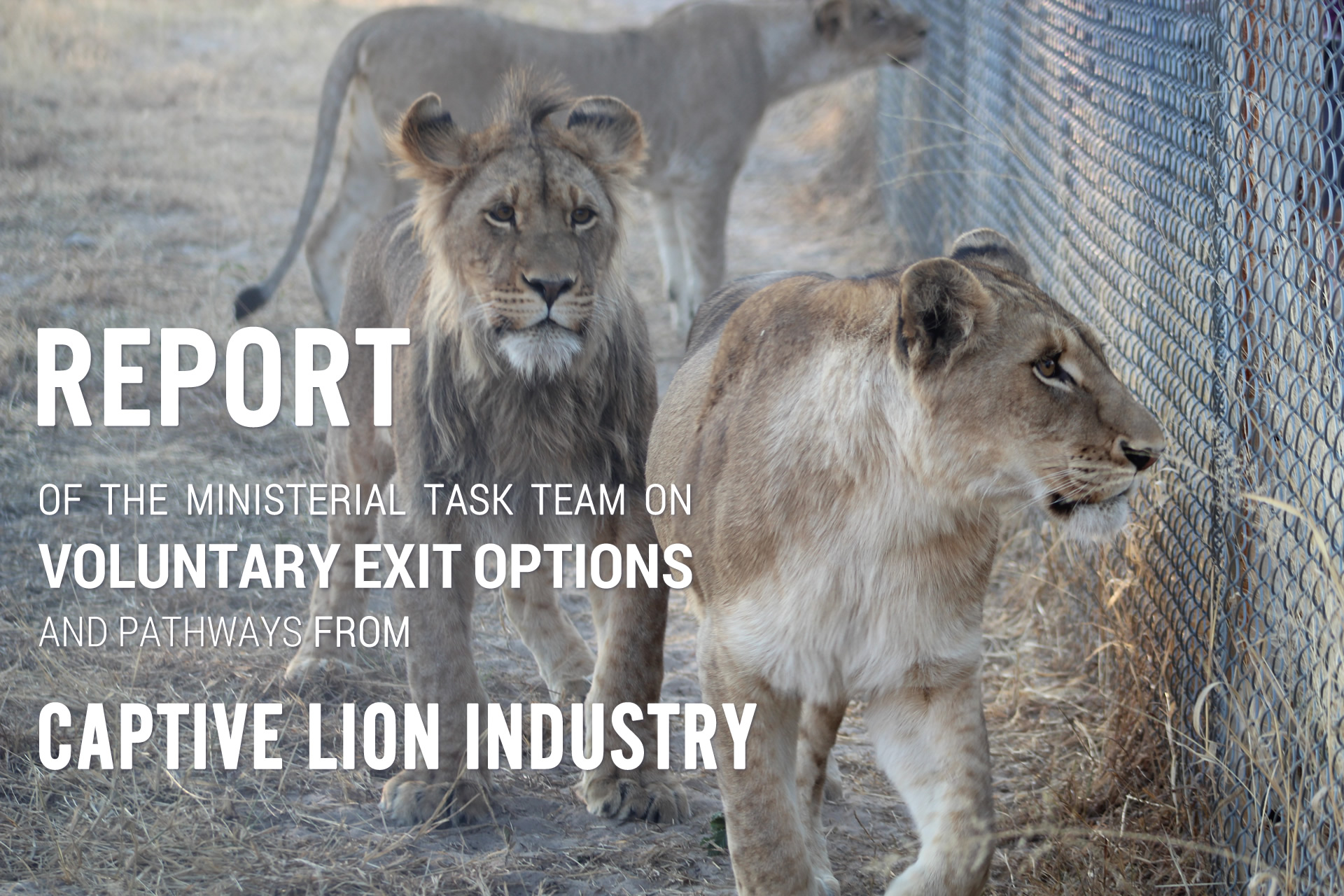 Report of the Ministerial Task team to identify and recommend voluntary exit options and pathways for the captive lion industry | 2024 April 03