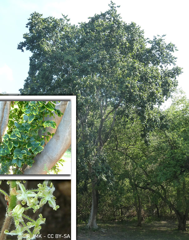 Celtis Africana