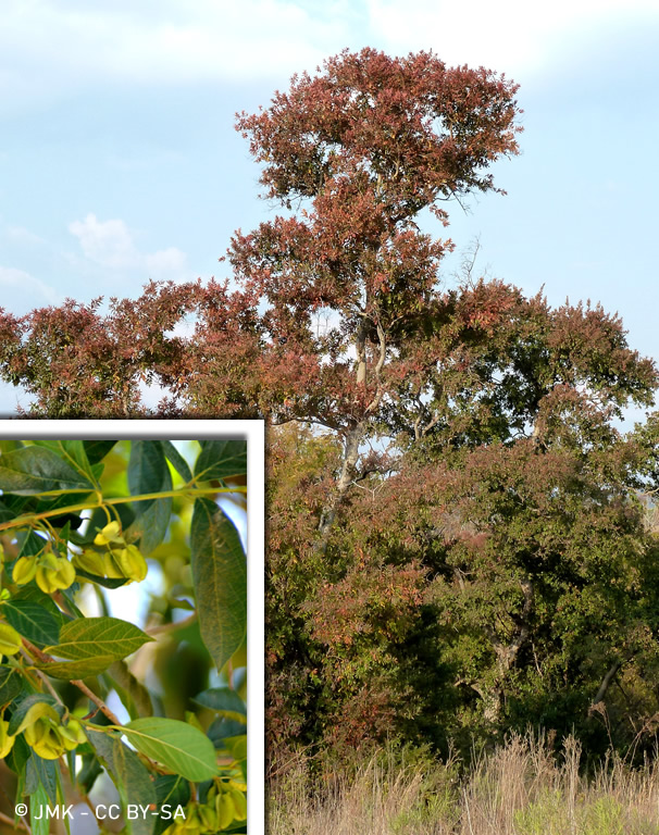 Combretum erythrophyllum
