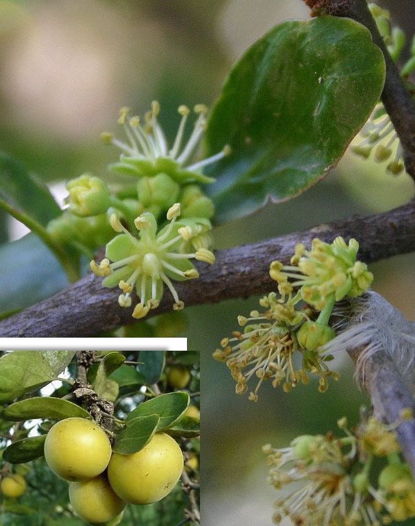 Dovyalis caffra