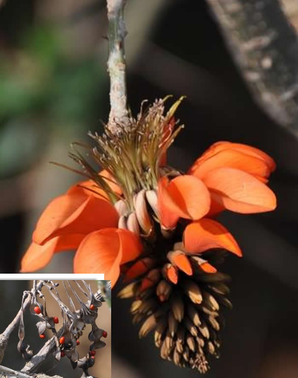 Erythrina choral tree