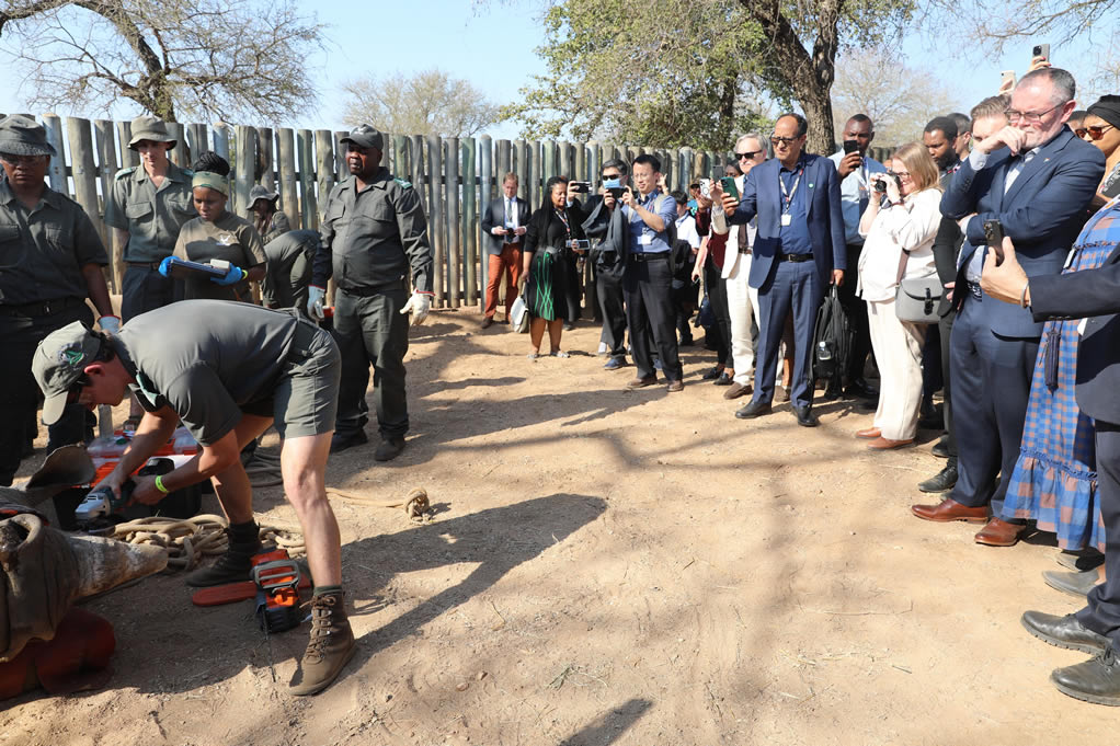 Rhino dehorning demonstration