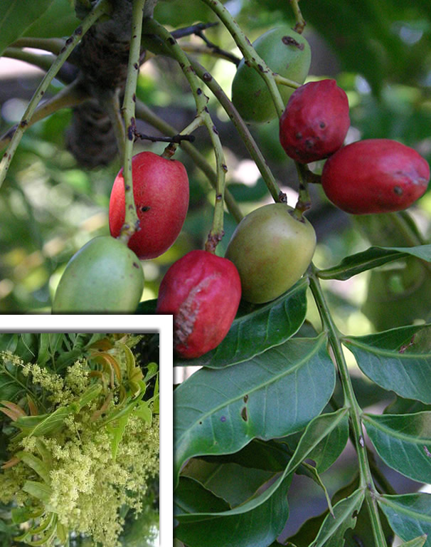 Harpephyllum caffrum