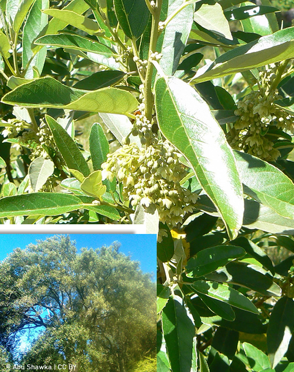 Kiggelaria Africana