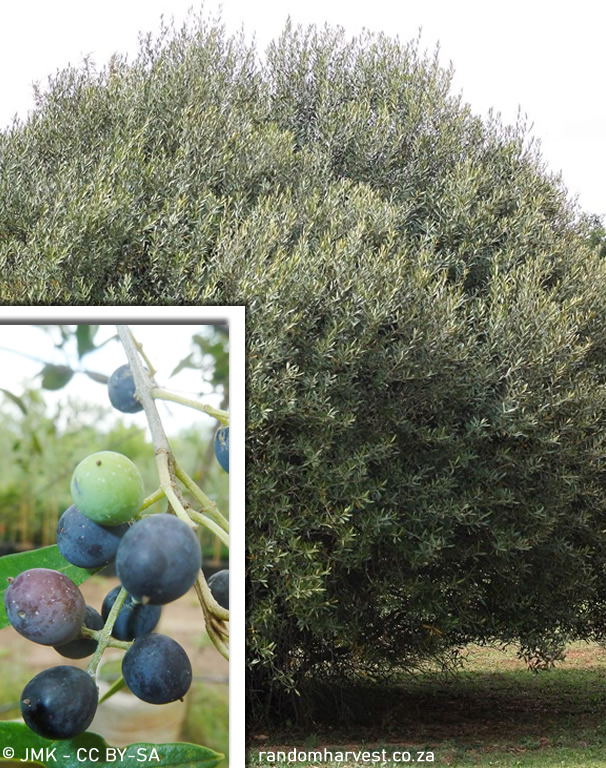 Olea Africana