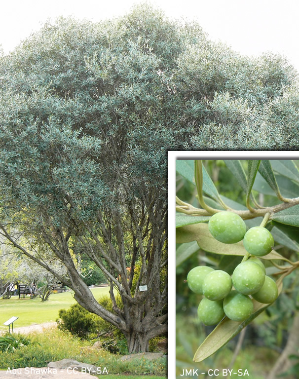 Olea Europaea