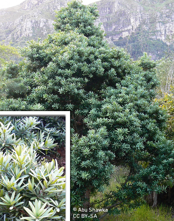 Podorcarpus latifolius