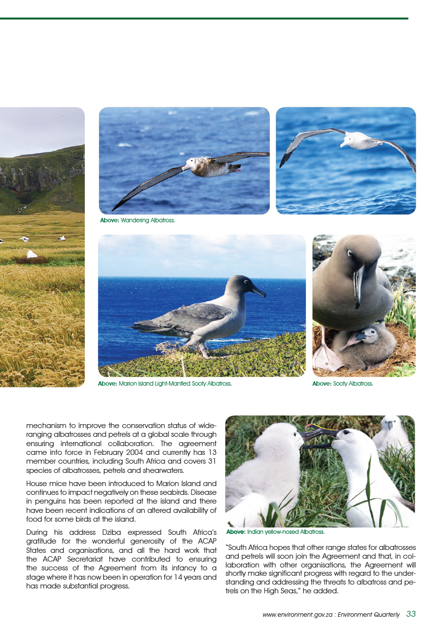 SA home to large populations of albatrosses – download PDF