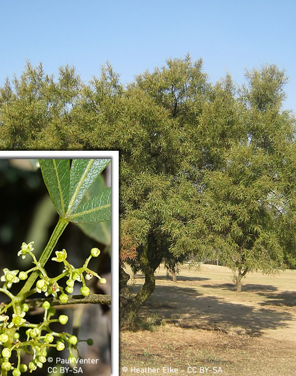 Searsia lancea