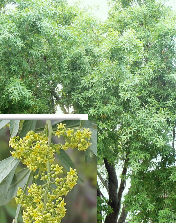 Searsia penduline