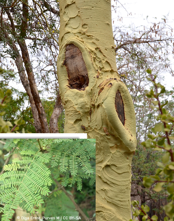 Vachellia xanthophloea