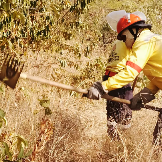 WoF Forestry support
