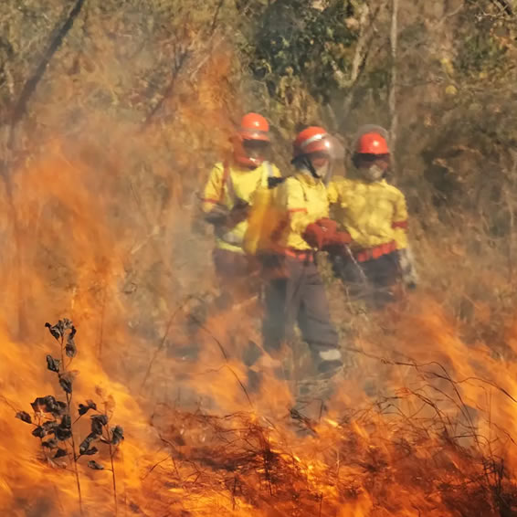 WoF Forestry support