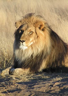 African lion