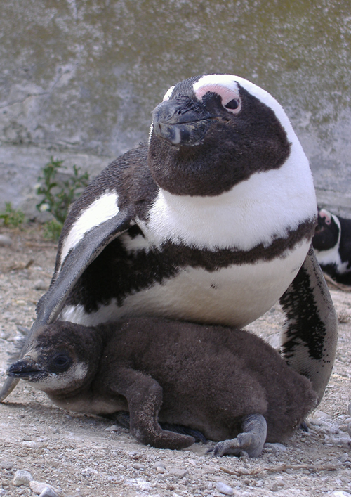 penguinbreedingcolonies