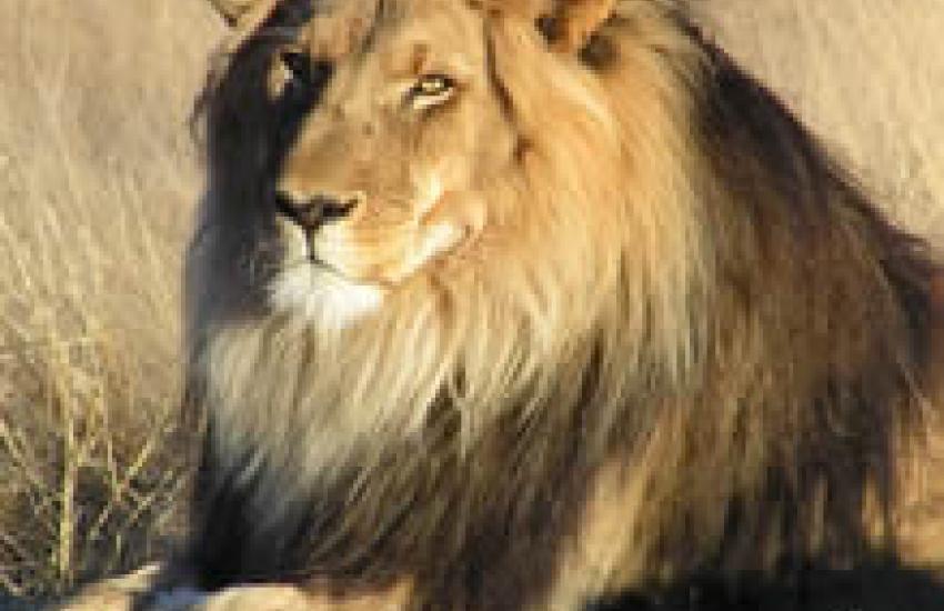 African lion